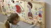 MASTERKIDZ légzőrendszer oktató tábla