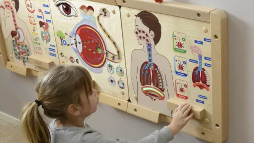 MASTERKIDZ légzőrendszer oktató tábla